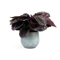 Calathea Roseopicta Dottie - Rose Painted Calathea -Plant Supplies Sale Calathea roseopicta Dottie Rose Painted Calathea 14x45cm Ryan Plant Pot Blue Gold 18x16cm