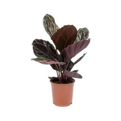 Calathea Roseopicta Dottie - Rose Painted Calathea -Plant Supplies Sale Calathea roseopicta Dottie Rose Painted Calathea