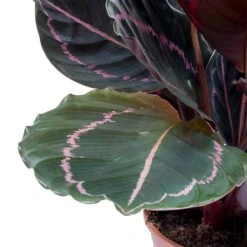 Calathea Roseopicta Dottie - Rose Painted Calathea -Plant Supplies Sale Calathea roseopicta Dottie Rose Painted Calathea Leaves