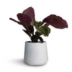 Calathea Roseopicta Medallion -Plant Supplies Sale Calathea roseopicta Medallion 12x30cm Patt Plant Pot White Washed 16x14cm fbc7d081 09f9 45b9 b10f 6977d0f2daf1