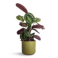 Calathea Roseopicta Medallion -Plant Supplies Sale Calathea roseopicta Medallion 19x70cm Prague Plant Pot Olive 20x18cm 87d807aa 1163 4009 a06c 122257e2ca9e