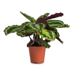 Calathea Roseopicta Medallion -Plant Supplies Sale Calathea roseopicta Medallion 19x70cm cc3e27f7 50ad 4697 9b17 9f4f5c32e896