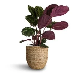 Cody Plant Pot - Straw Grass -Plant Supplies Sale Calathea roseopicta Medallion 19x80cm Cody Plant Pot Straw Grass 27x26cm 03966e9f 767b 4dcb bef0 f2fef6fc43c3