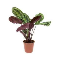 Calathea Roseopicta Medallion -Plant Supplies Sale Calathea roseopicta Medallion