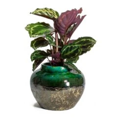 Lindy Jar Plant Pot - Black Green -Plant Supplies Sale Calathea roseopicta Medallion Lindy Jar Plant Pot Black Green
