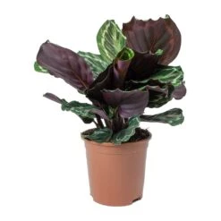 Calathea Roseopicta Medallion -Plant Supplies Sale Calathea roseopicta Medallion Small