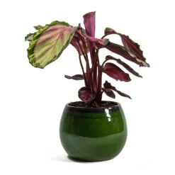 Charlotte Plant Pot - Green 29 Charlotte Plant Pot - Green -Plant Supplies Sale Calathea roseopicta Rosy Rose Painted Calathea Charlotte Plant Pot Green 254ff898 d7be 41cb a251 e5b45f401a76