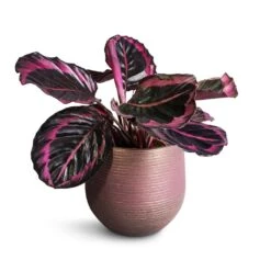 Lydia Plant Pot - Shiny Purple -Plant Supplies Sale Calathea roseopicta Surprise Star Rose Painted Calathea 14x30cm Lydia Plant Pot Shiny Purple 18x16cm 4b025fa9 a14d 47e0 ae0c 217b25fe851b