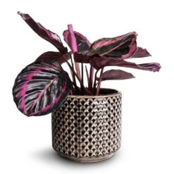 Calathea Roseopicta Surprise Star - Rose Painted Calathea -Plant Supplies Sale Calathea roseopicta Surprise Star Rose Painted Calathea 14x30cm Thies Plant Pot Anthracite 17x15cm