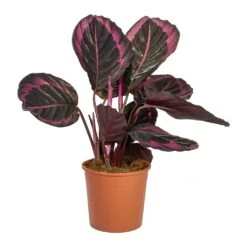 Calathea Roseopicta Surprise Star - Rose Painted Calathea -Plant Supplies Sale Calathea roseopicta Surprise Star Rose Painted Calathea