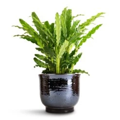 Jayla Plant Pot - Espresso -Plant Supplies Sale Calathea rufibarba Bluegrass Velvet Calathea 12x40cm Jayla Plant Pot Espresso 17x14cm 1
