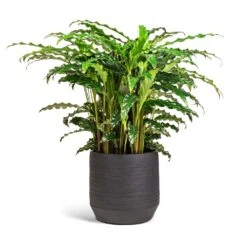 Norell Plant Pot - Black -Plant Supplies Sale Calathea rufibarba Bluegrass Velvet Calathea 17x60cm Norell Plant Pot Black 21x20cm 2a568be6 cb39 4ca2 b7da a472101109d8