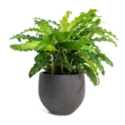 Mini Orb Kevan Plant Pot - Black Washed -Plant Supplies Sale Calathea rufibarba Green Velvet Calathea Mini Orb Kevan Plant Pot Black Washed 10765077 ef0b 4d1a a7e8 fa4cdaf60a7d