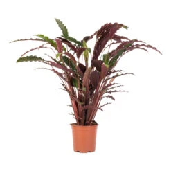 Calathea Rufibarba - Velvet Calathea -Plant Supplies Sale Calathea rufibarba Velvet Calathea 19x70cm