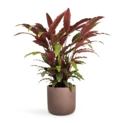 Calathea Rufibarba - Velvet Calathea -Plant Supplies Sale Calathea rufibarba Velvet Calathea 19x70cm Charlie Plant Pot Ash Brown 25x24cm