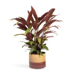Calathea Rufibarba - Velvet Calathea -Plant Supplies Sale Calathea rufibarba Velvet Calathea 19x70cm Didi Plant Pot Matt Brown 25x21cm