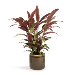Calathea Rufibarba - Velvet Calathea -Plant Supplies Sale Calathea rufibarba Velvet Calathea 19x70cm Jordy Plant Pot Forest Green 23x21cm