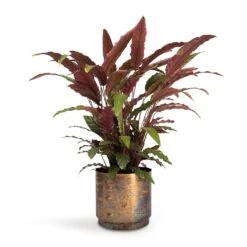 Calathea Rufibarba - Velvet Calathea -Plant Supplies Sale Calathea rufibarba Velvet Calathea 19x70cm Minou Metal Plant Pots Set3 Copper Black e9671262 9e3e 4a72 ae6b 2fe42f0405cd