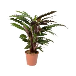 Calathea Rufibarba - Velvet Calathea -Plant Supplies Sale Calathea rufibarba Velvet Calathea