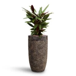 Luxe Lite Layer Partner Planter - Bronze -Plant Supplies Sale Calathea rufibarba Velvet Calathea HydroCare Luxe Lite Layer Partner Planter Bronze b0df9dca 2ace 48d1 bca5 388205592022