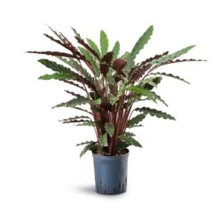 Calathea Rufibarba - Velvet Calathea - HydroCare