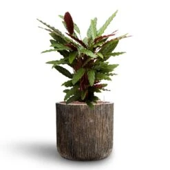 Calathea Rufibarba - Velvet Calathea - HydroCare 12 Calathea Rufibarba - Velvet Calathea - HydroCare -Plant Supplies Sale Calathea rufibarba Velvet Calathea Hydroculture Luxe Lite Waterfall Cylinder Planter Bronze