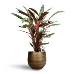Calathea Rufibarba - Velvet Calathea - HydroCare 9 Calathea Rufibarba - Velvet Calathea - HydroCare -Plant Supplies Sale Calathea rufibarba Velvet Calathea Hydroculture Ryan Plant Pot Shiny Gold