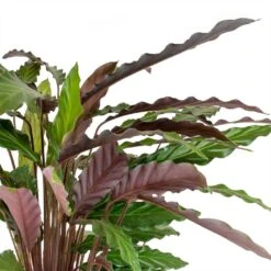 Calathea Rufibarba - Velvet Calathea -Plant Supplies Sale Calathea rufibarba Velvet Calathea Leaves