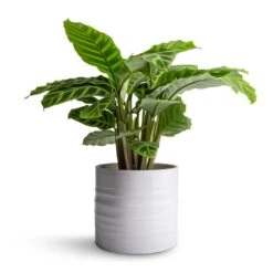 Hadleigh Plant Pot - White -Plant Supplies Sale Calathea zebrina Zebra Plant 14x45cm Hadleigh Plant Pot White 17x15cm 47c5d1fe 6bb2 447b 85c6 c530e0c28e51