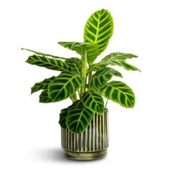 Nella Plant Pot - Forest -Plant Supplies Sale Calathea zebrina Zebra Plant 14x45cm Nella Plant Pot Forest 16x15cm ae4125e6 4e7b 4f8c b31e 6ccbf1c6d32c