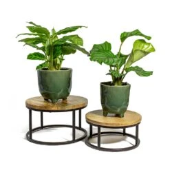 Calathea Orbifolia -Plant Supplies Sale Calathea zebrina Zebra Plant Calathea orbifolia kaat green plant pot lois plant stand 247b9b9b cd05 4afa 80c5 c43371d14ee4