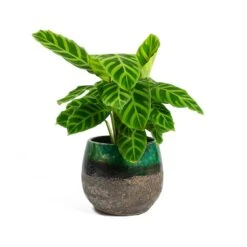 Lindy Plant Pot - Black Green -Plant Supplies Sale Calathea zebrina Zebra Plant Lindy Plant Pot Black Green