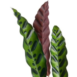 Calathea Lancifolia - Rattlesnake Plant 20 Calathea Lancifolia - Rattlesnake Plant -Plant Supplies Sale Calathealancifolia RattlesnakePlant 1