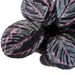 Plant Supplies Sale -Plant Supplies Sale CalathearoseopictaDottie RosePaintedCalathea