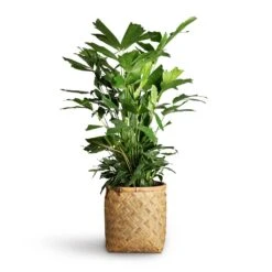 Zayn Bamboo Planter -Plant Supplies Sale Caryota mitis Fish Tail Palm 24x115cm Zayn Bamboo Planter 31.5x33cm 2 8c91a857 9056 4fc9 91bb 49927de47e7f