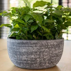 Cas Plant Bowl - Anthracite -Plant Supplies Sale CasPlantBowl Anthracite 3