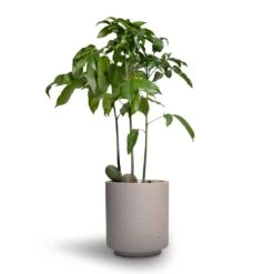 Suzi Plant Pot - Grey Washed -Plant Supplies Sale Castanospermum australe Moreton Bay Chestnut 12x45cm Suzi Plant Pot Grey Washed 15x16 1