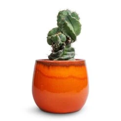 Charlotte Plant Pot - Orange 21 Charlotte Plant Pot - Orange -Plant Supplies Sale Cereus forbesii spiralis Spiralled Cereus 10x20cm Charlotte Plant Pot Orange 19x16cm
