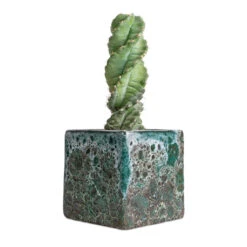 Lava Cube Relic Planter - Jade -Plant Supplies Sale Cereus forbesii spiralis Spiralled Cereus 10x20cm Lava Cube Relic Planter Jade 16x16x16cm 2564e3c7 fdce 4a45 811d 52553f00acc2