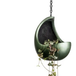 Ceropegia Woodii - String Of Hearts 33 Ceropegia Woodii - String Of Hearts -Plant Supplies Sale Ceropegia woodii String of Hearts 11x20cm Gradient Hanging Cocoon Matt Forest 20x24cm 47f66540 db3f 44d0 886c 976ff4766e2f