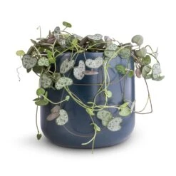 Ceropegia Woodii - String Of Hearts 30 Ceropegia Woodii - String Of Hearts -Plant Supplies Sale Ceropegia woodii String of Hearts 12x25cm no hanger Lisbon Plant Pot Navy 13x13cm