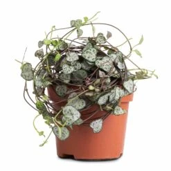 Ceropegia Woodii - String Of Hearts 24 Ceropegia Woodii - String Of Hearts -Plant Supplies Sale Ceropegia woodii String of Hearts 12x25cm no hanger