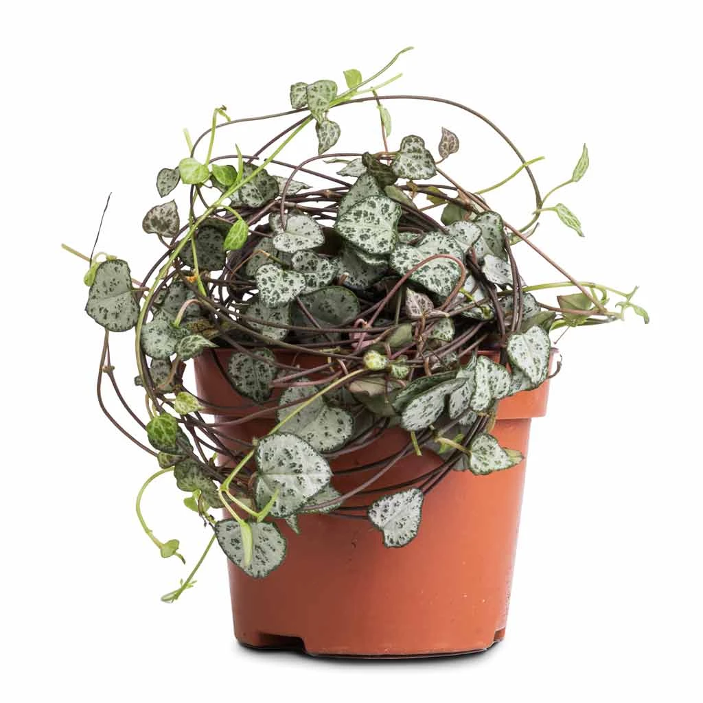 Ceropegia Woodii - String Of Hearts 5 Ceropegia Woodii - String Of Hearts - Image 5