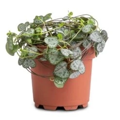 Ceropegia Woodii - String Of Hearts 31 Ceropegia Woodii - String Of Hearts -Plant Supplies Sale Ceropegia woodii String of Hearts 12x25cm no hanger 3a3af313 125a 49d0 862c b0d9b0edeab8