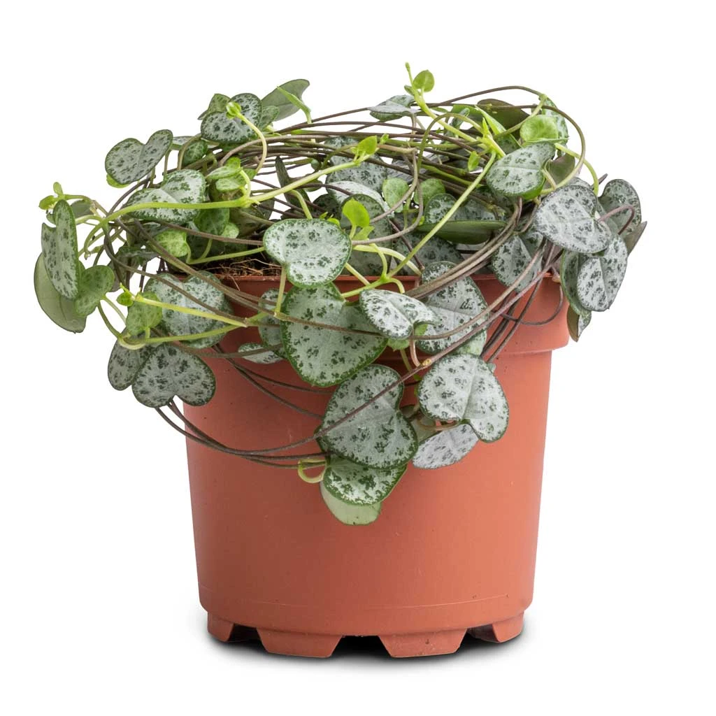 Ceropegia Woodii - String Of Hearts 12 Ceropegia Woodii - String Of Hearts - Image 12