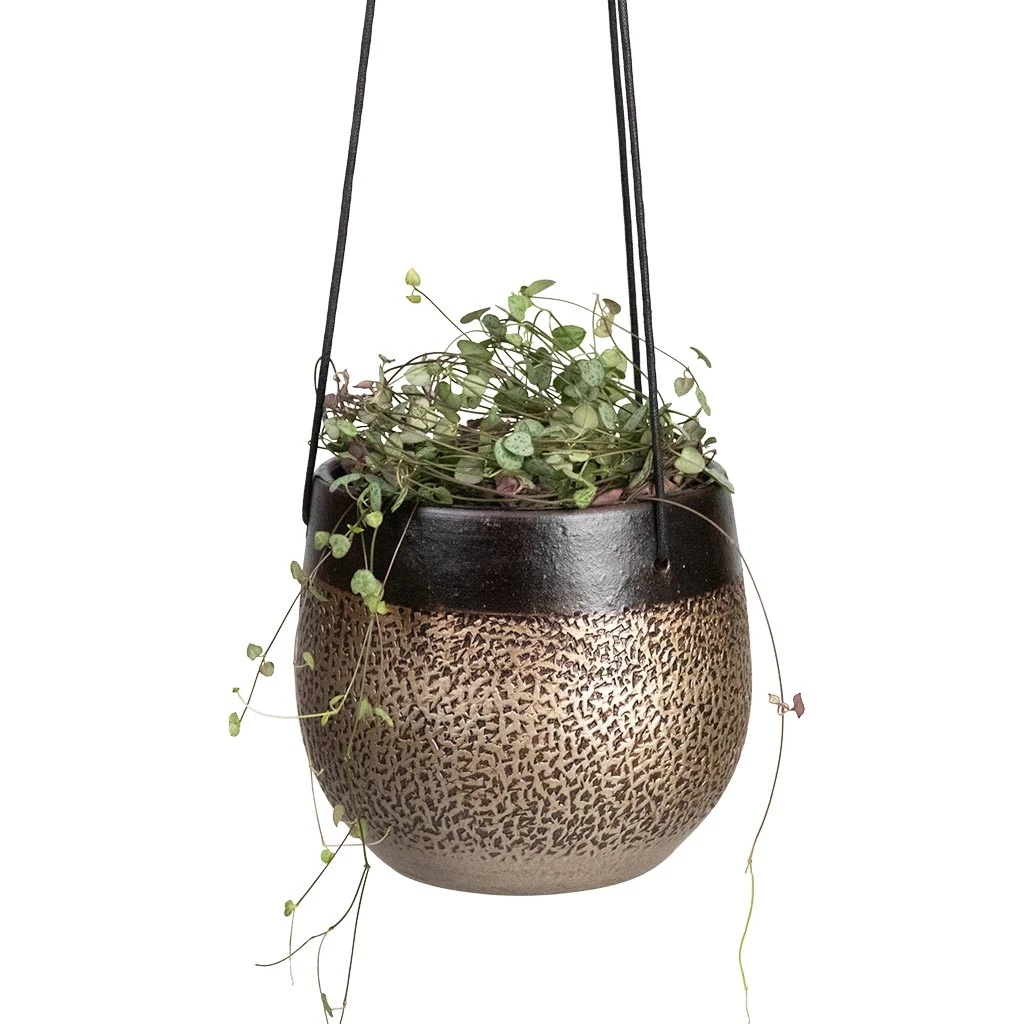 Mya Hanging Planter - Deep Champagne 2 Mya Hanging Planter - Deep Champagne - Image 2