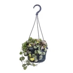 Ceropegia Woodii - String Of Hearts 25 Ceropegia Woodii - String Of Hearts -Plant Supplies Sale Ceropegia woodii String of Hearts 14x30cm no hanger 4a520238 4e5a 4654 b668 1c8fee9d3611