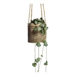 Ceropegia Woodii - String Of Hearts 38 Ceropegia Woodii - String Of Hearts -Plant Supplies Sale Ceropegia woodii String of Hearts 8x20cm no hanger Syb Hanging Planters Set of 2 Gold