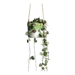 Ceropegia Woodii - String Of Hearts 35 Ceropegia Woodii - String Of Hearts -Plant Supplies Sale Ceropegia woodii String of Hearts 8x20cm no hanger Wave Hanging Indoor Pot