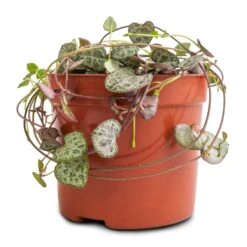 Ceropegia Woodii - String Of Hearts 22 Ceropegia Woodii - String Of Hearts -Plant Supplies Sale Ceropegia woodii String of Hearts 8x20cm no hanger